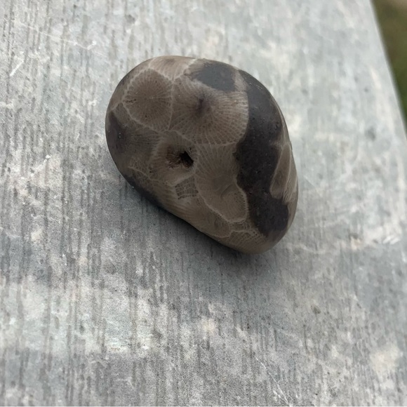 Petoskey stone - Picture 1 of 6